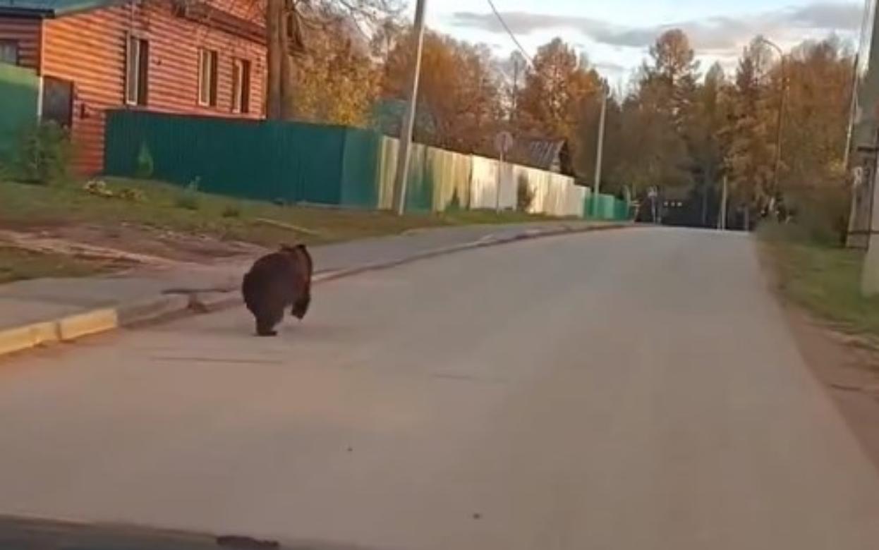 Видеофакт: медведей заметили в центре райцентра Удмуртии