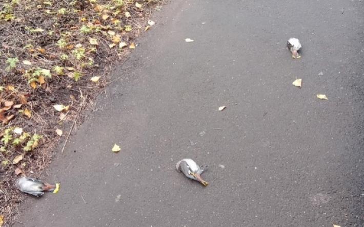Стайку погибших птиц обнаружили на улице жители Глазова