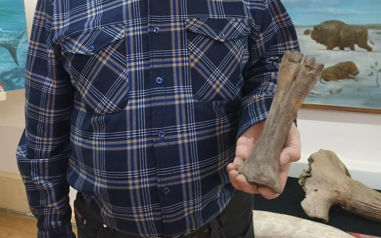 Житель Удмуртии нашел на своей даче кость бизона из позднего палеолита