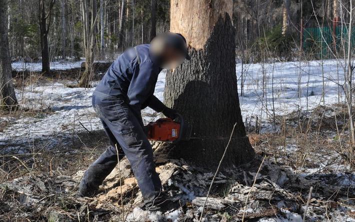 Трех жителей Удмуртии осудили за рубку леса на 8 млн рублей