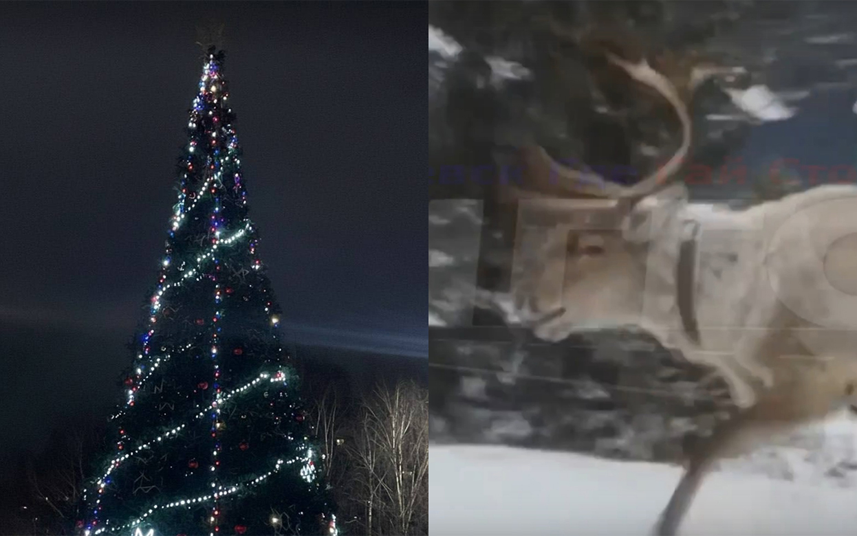 Блуд на корпоративах, олень на трассе, фейковые квитанции: что обсуждают ижевчане в соцсетях 12 декабря