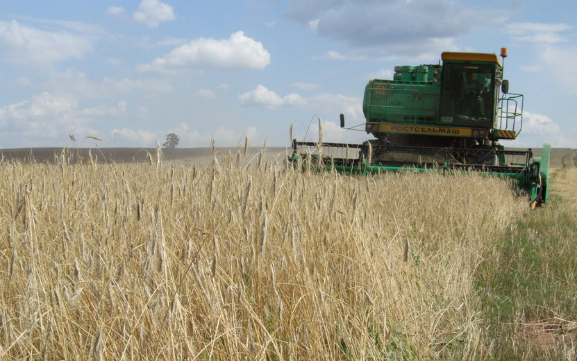 Урожайность зерна сократилась почти на треть в Удмуртии