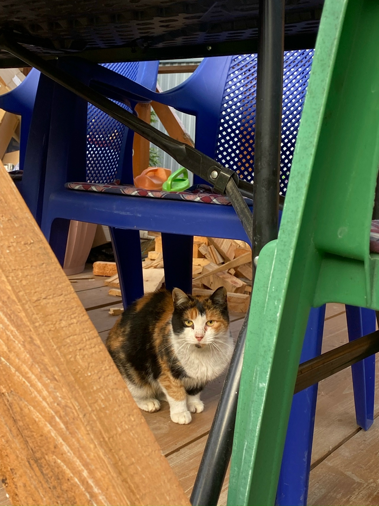 Кошка в добрые руки