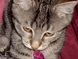 Похищенный Кристин Хемминг котенок. Фото The Mirror
