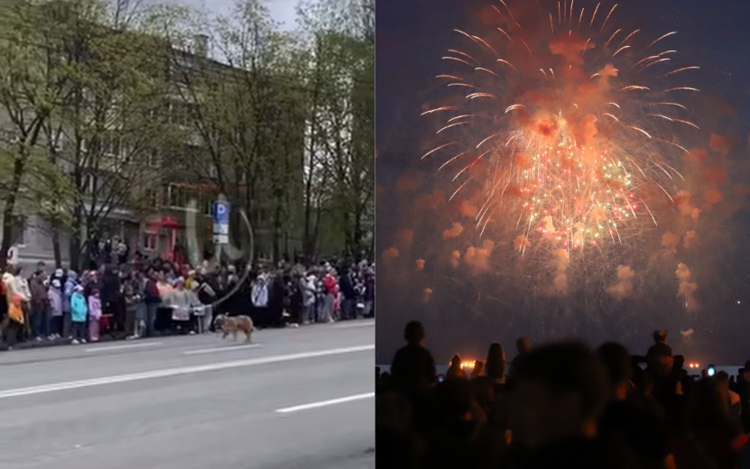 9 мая без салюта, собака на параде и сокращенные летние каникулы: что обсуждают ижевчане в соцсетях 12 мая
