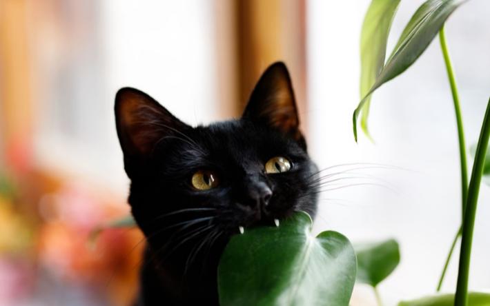 Отравление у кошки: какая рассада дома может навредить домашнему питомцу
