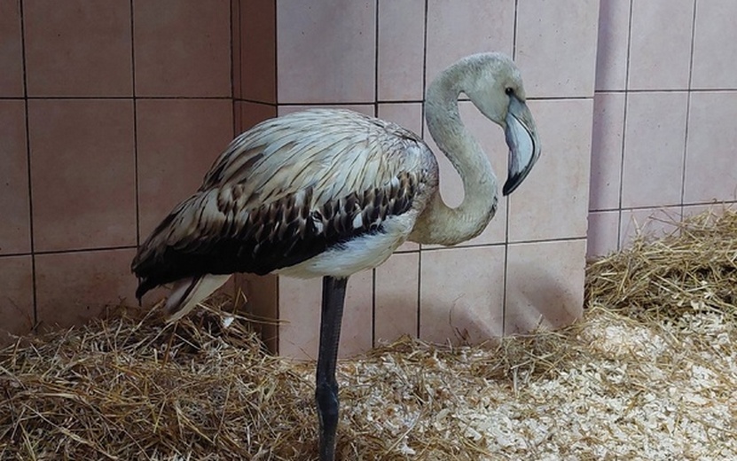 Фотофакт: найденного рядом с заводом фламинго приютили в зоопарке Ижевска