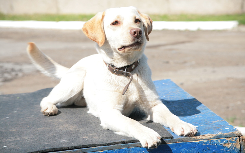 Жителям Удмуртии рассказали, как помочь собаке адаптироваться в новом доме