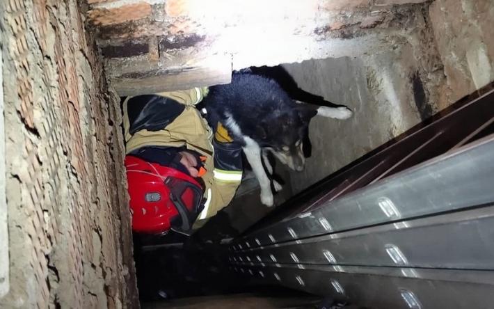 Упавшую в яму собаку спасли в Удмуртии
