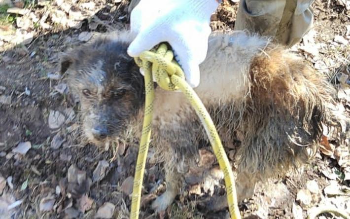 Упавшую в колодец собаку спасли в Удмуртии