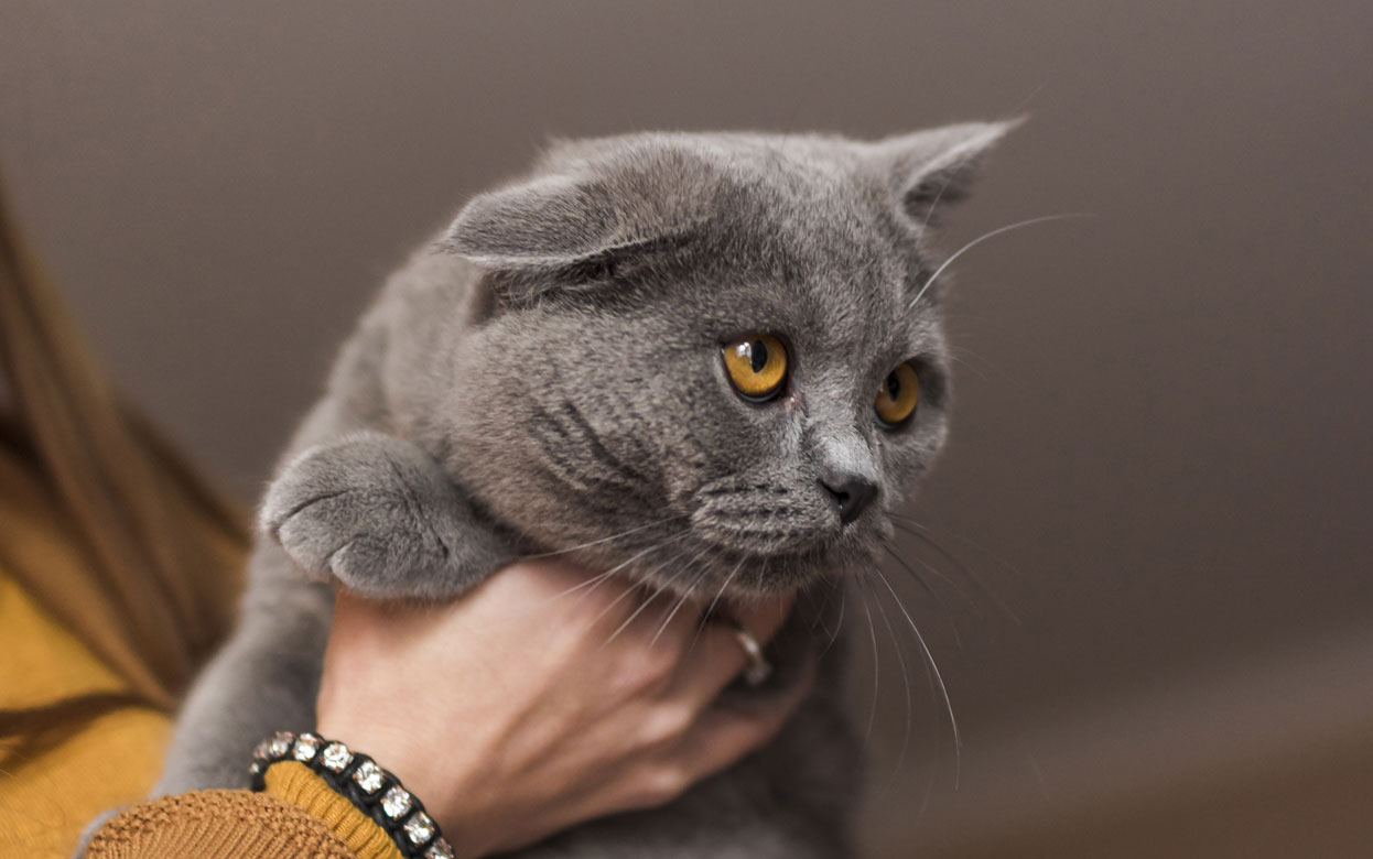 Контактный зоопарк с кошками выявили в одном из ТРЦ Ижевска