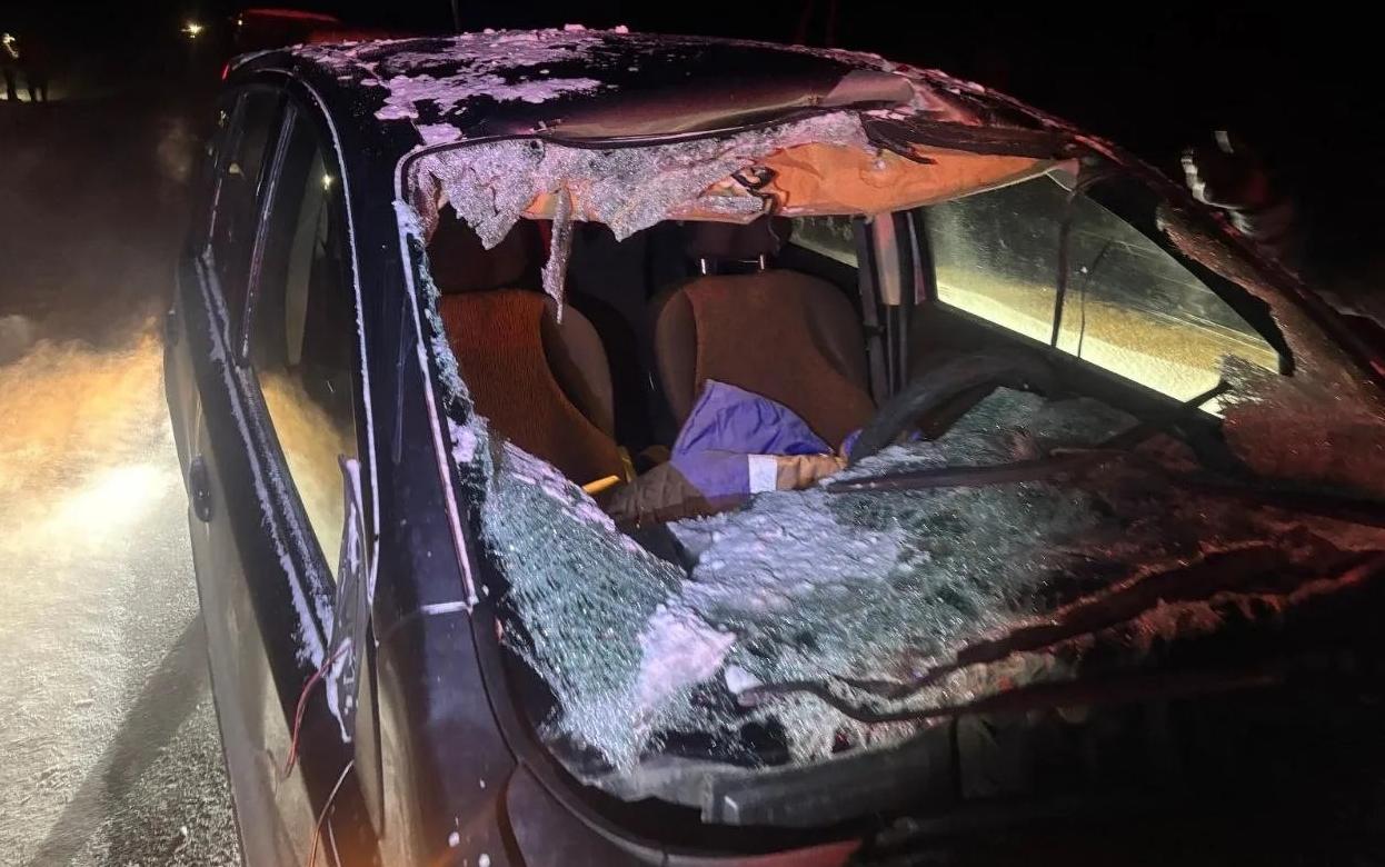 Водитель «Ниссана» сбил лося на дороге в Удмуртии