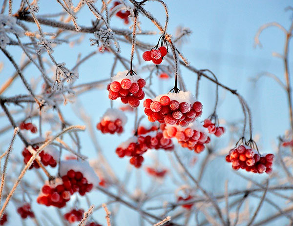 pixabay