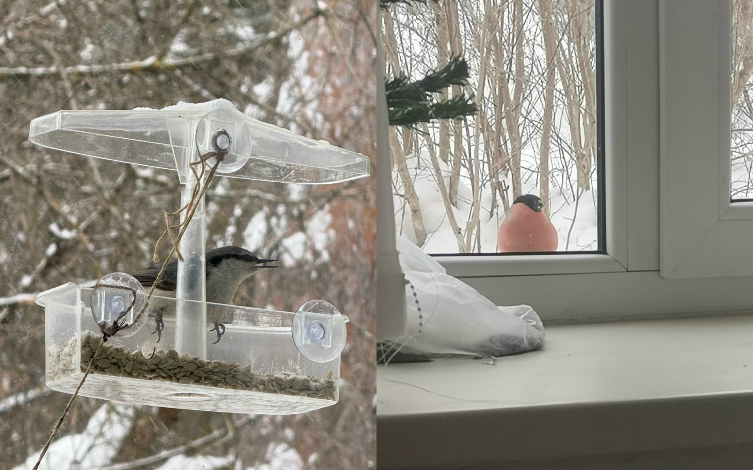 Пернатые друзья: кто прилетает зимой к кормушкам жителей Ижевска?