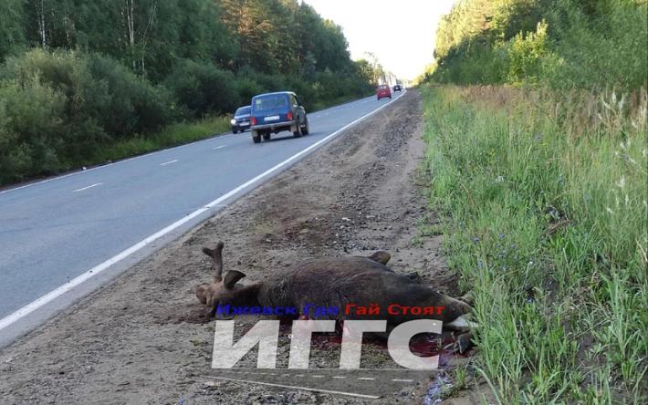 Фотофакт: на Славянском шоссе в Ижевске сбили лося