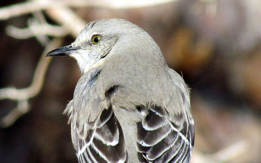 Североамериканский певчий пересмешник. Видео: www.birds.cornell.edu