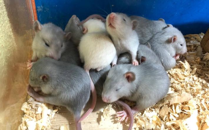 В юннатском уголке зоопарка Удмуртии появились крысята