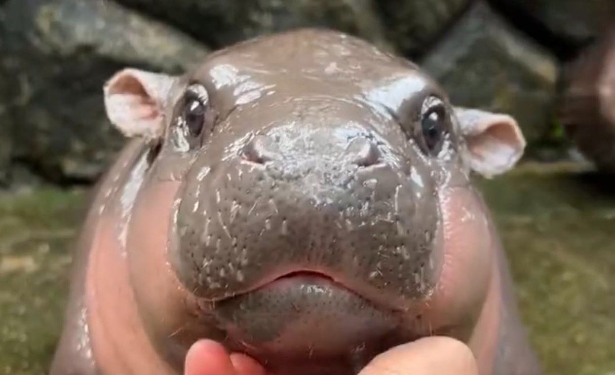  Как крошечный бегемотик Му Денг из Таиланда стала звездой соцсетей - полюбуйтесь на нее тоже