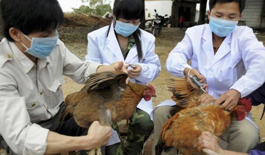 В Китае 9 человек погибло от птичьего гриппа