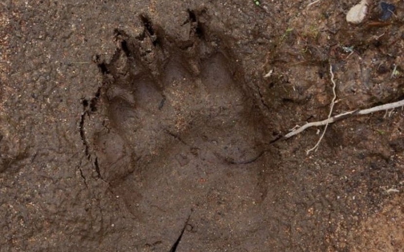 Следы медведя нашли около пруда в Можге