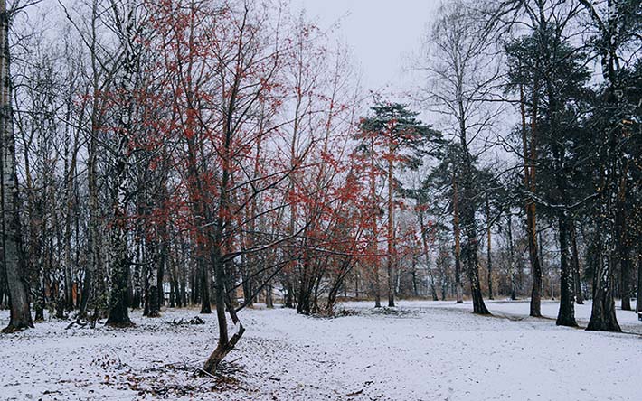 Погода в Ижевске на неделю: устойчивый «минус» и снег