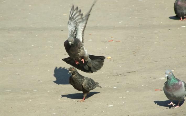 Минприроды не подтвердило массовую гибель голубей в Ижевске