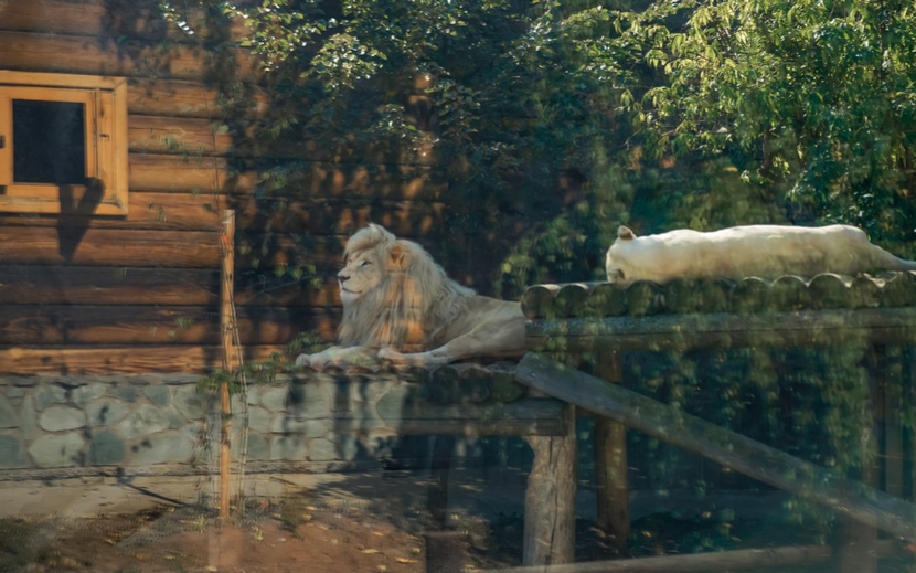 Государственный зоопарк Удмуртии празднует свое 15-летие. Фото: Маша Бакланова