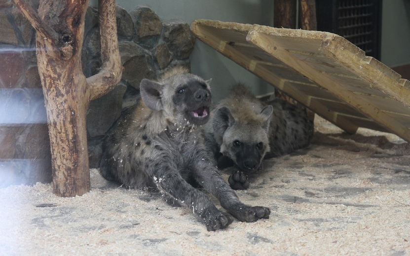 Щенки пятнистых гиен появились в зоопарке Ижевска