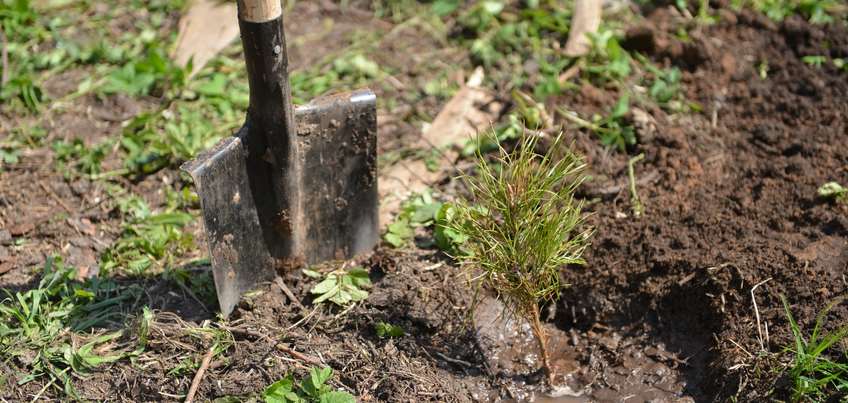 В этом году в Ижевске высадили больше 500 новых деревьев