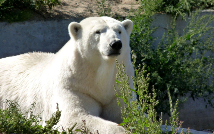В Омской области от инсульта умерла переехавшая из Удмуртии белая медведица Забава
