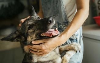 Вакцинация животных: как и когда нужно делать прививки собакам и кошкам