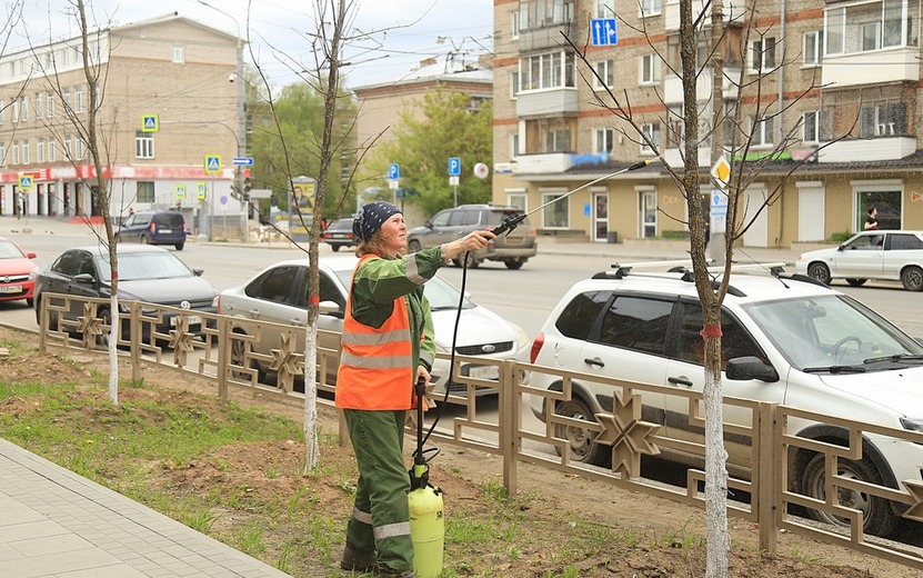 Высаженные на ул. Ленина ясени удобряют в Ижевске