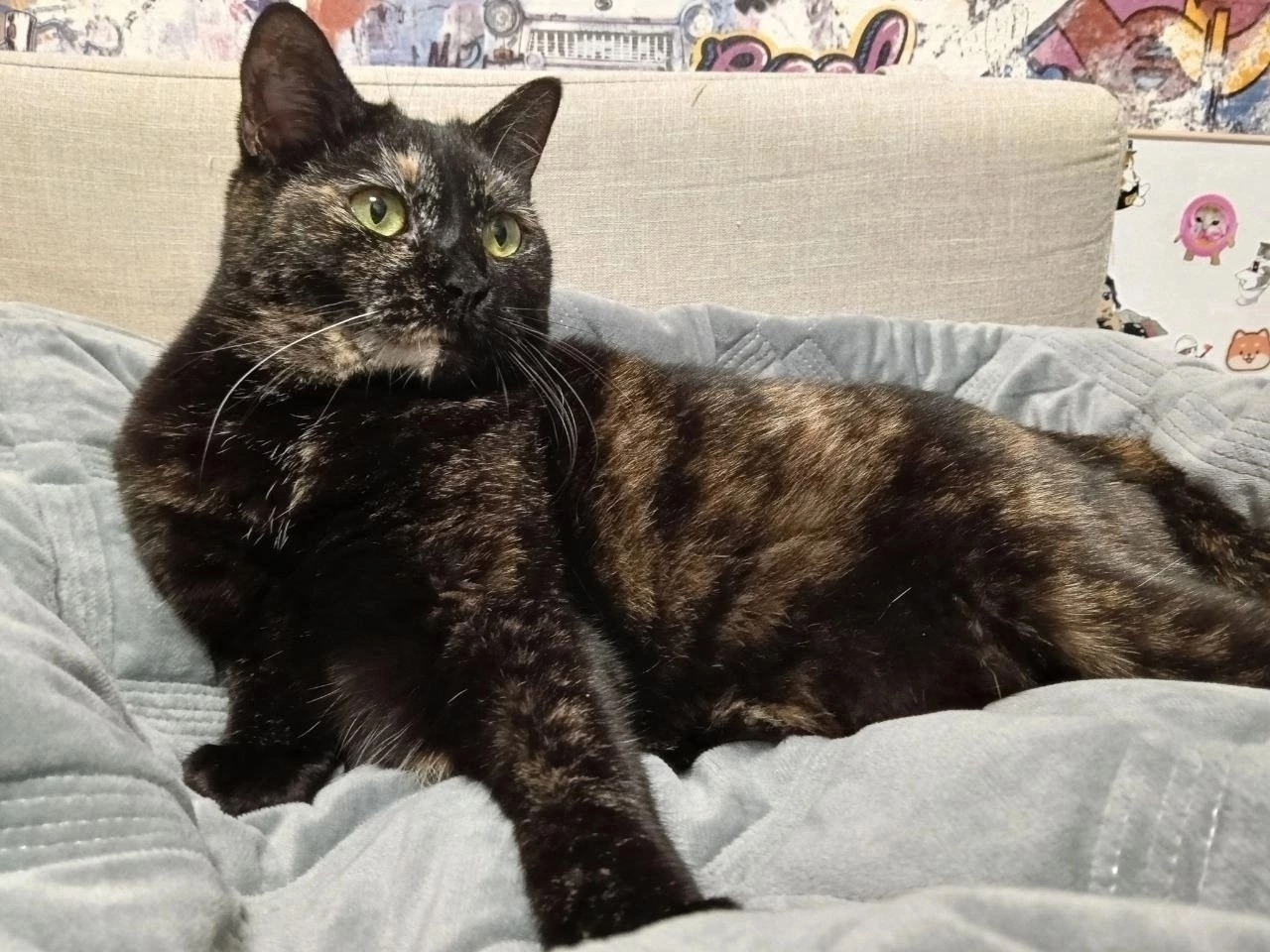 Кошка Валли, 1,5 года