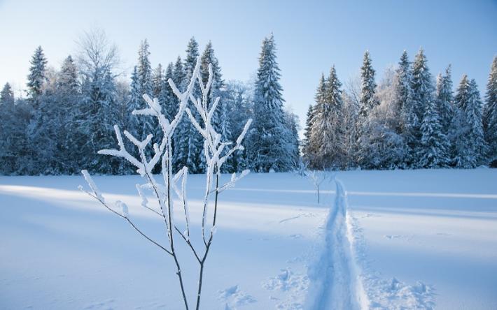 Погода в Ижевске на день: 16 декабря переменная облачность и -8 °С