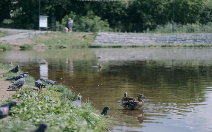 В Удмуртии в реке, где погибла рыба, нашли загрязняющие вещества