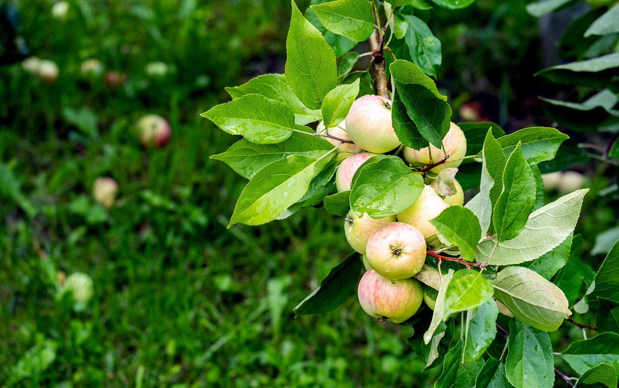 Зачем закапывать ржавые гвозди под яблоней: разоблачение главного дачного мифа
