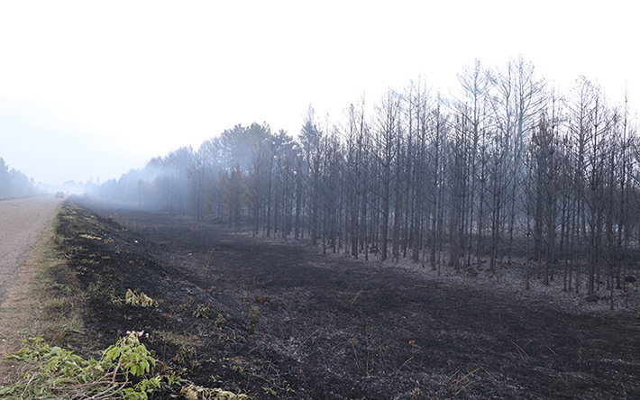 10 фото последствий ландшафтных пожаров в Удмуртии, произошедших по вине человека 