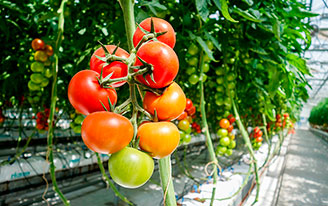 Садоводам рассказали, как правильно поливать помидоры в теплицах