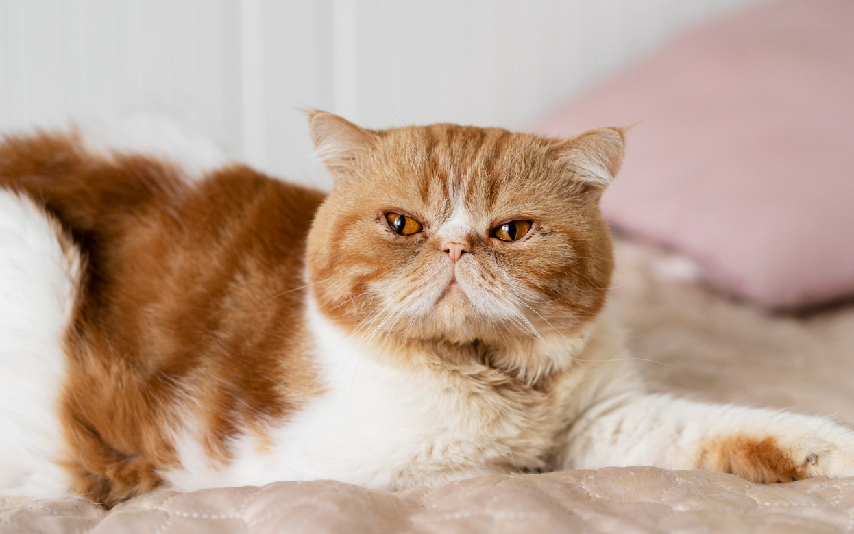 Как ухаживать за персидскими кошками: подробное руководство