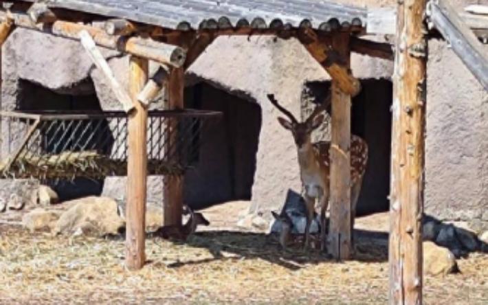 Зоопарк Удмуртии пополнился двумя родившимися оленятами