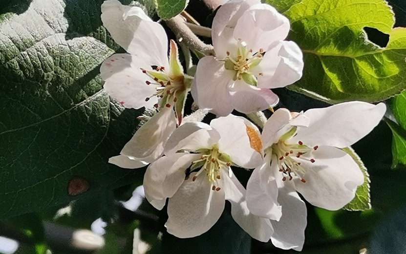 Яблони и груши расцвели в садах жителей Удмуртии