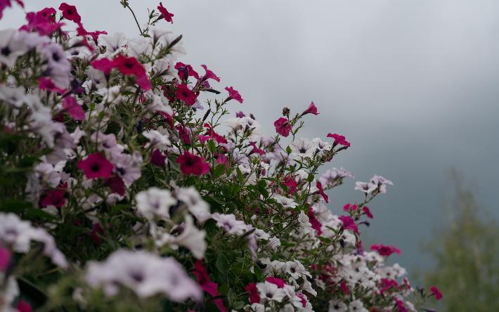 Ярко и ароматно: 10 красочных фотографий цветущего Ижевска