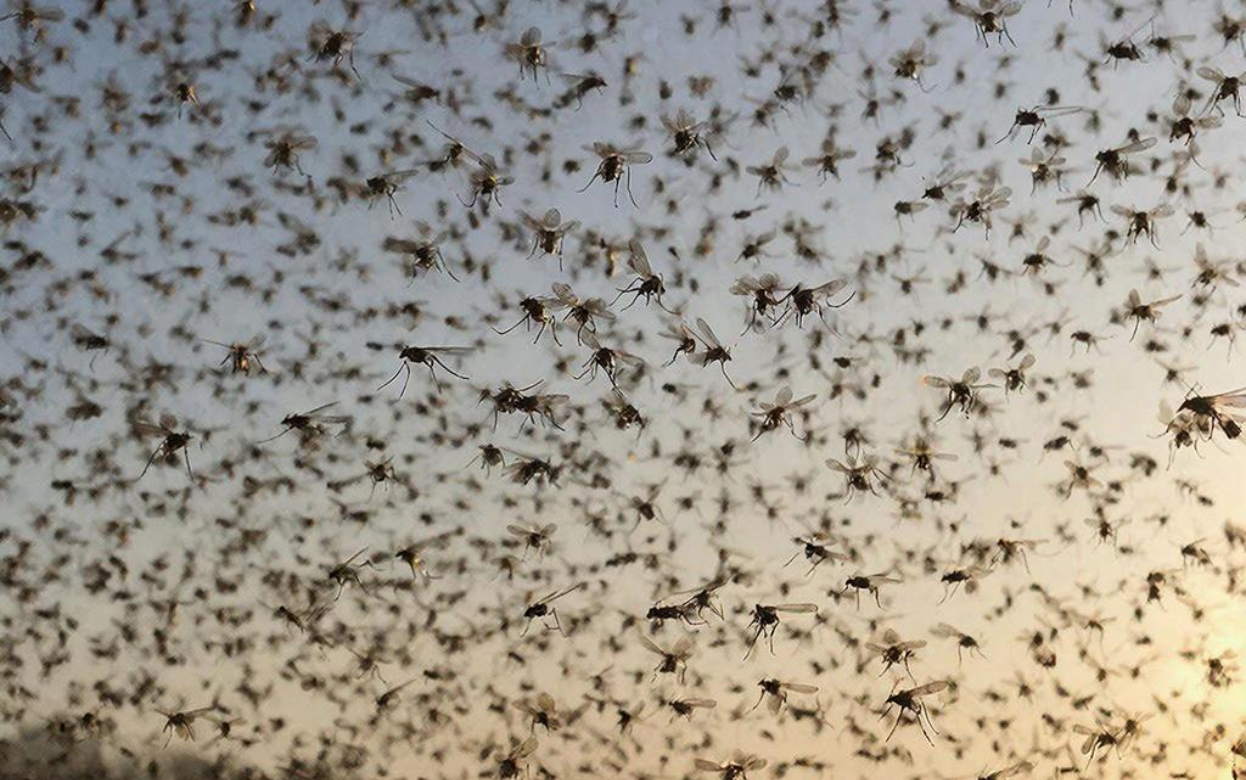 Комары исчезнут за ночь: простая самодельная ловушка, которая реально работает