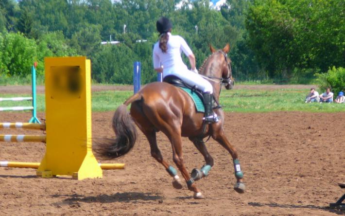 Власти Ижевска прокомментировали факт гибели лошади в спортшколе по конному спорту