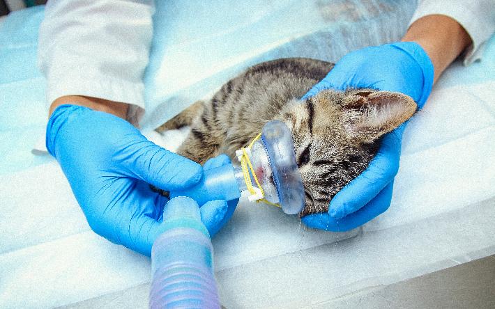 Питомец заболел: какие инфекции бывают у домашних животных