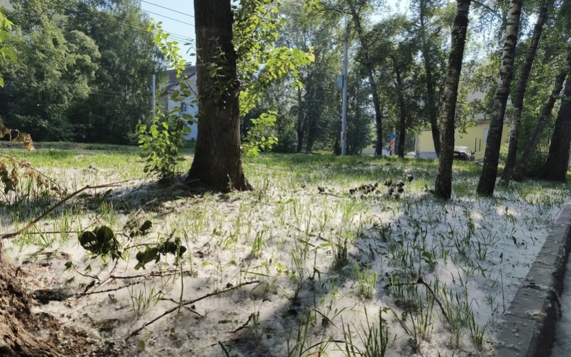 Тополиный пух в Ижевске. Фото: IZHLIFE