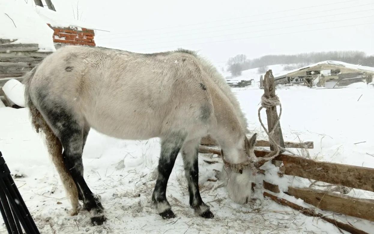 Ветеринары вновь осмотрели лошадей в деревне под Ижевском