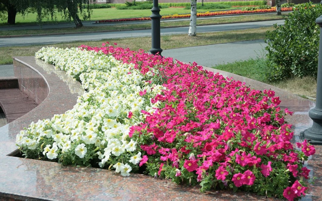 Около 100 тысяч цветов высадят ко Дню города в Ижевске 