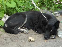 У почтового отделения №10 по ул. Саратовской (район Татар-базара) появилась собака