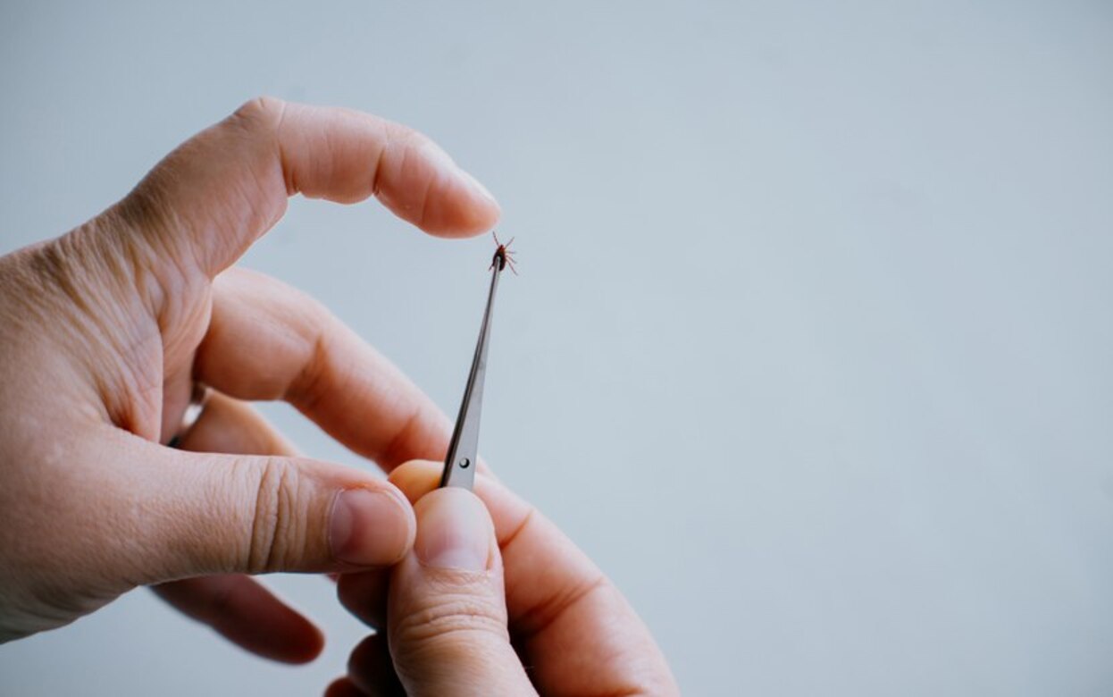 Сезон клещей близко: чего ждать в Удмуртии в 2026 году